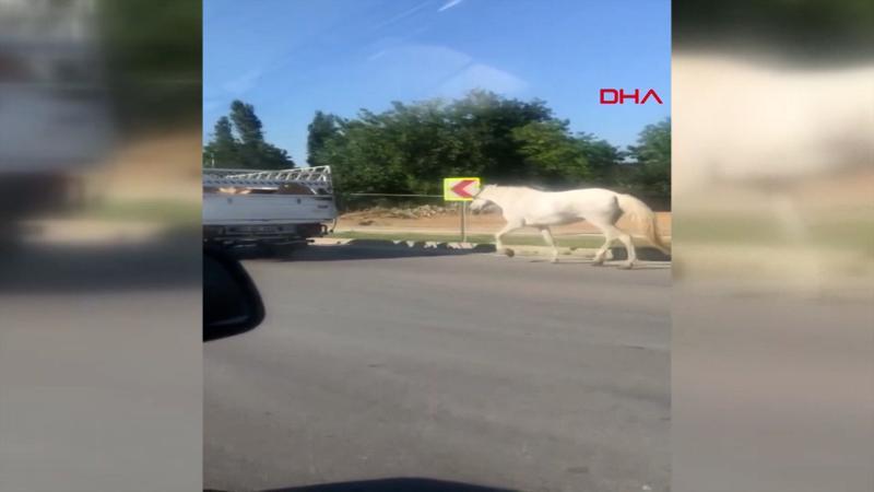 Kamyonetin arkasına bağlanan at, kilometrelerce koştu