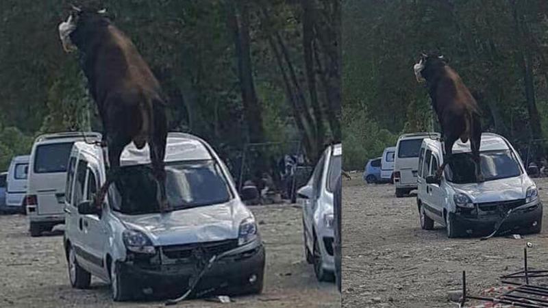 Samsun'da kurbanlık boğa, park halindeki aracın üstüne çıktı
