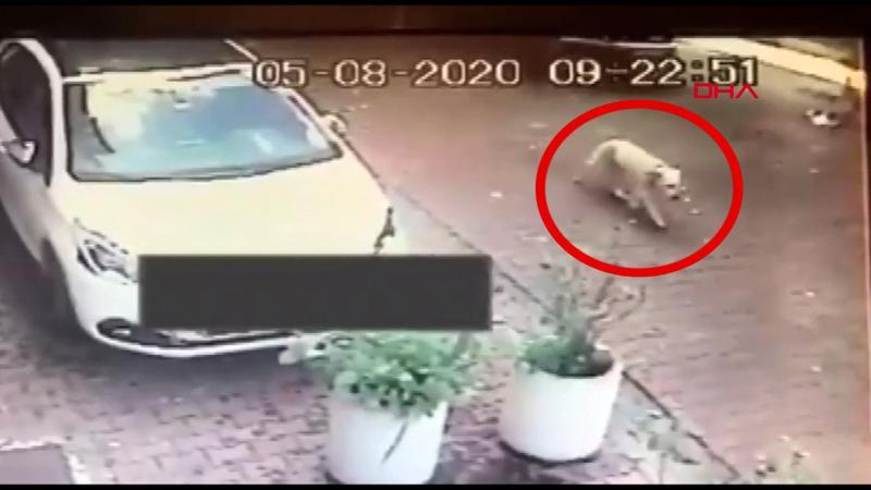 Beşiktaş'ta tepki çeken görüntü; köpeği ezdi, kaçtı