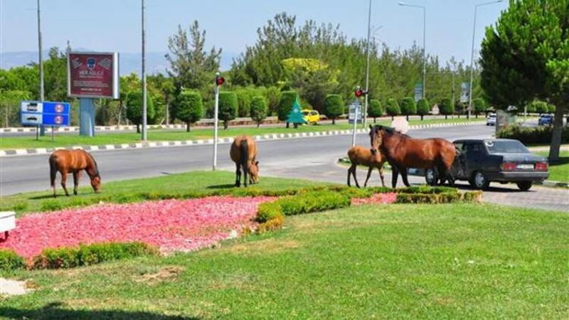 Yılkı atları şehre indi, sürücüler şaşkına döndü