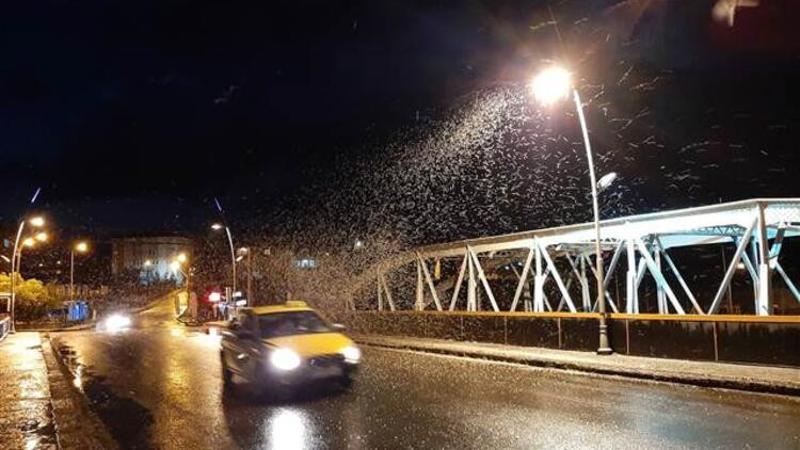 Ardahan'da kelebeklerin "ölüm uçuşu" görsel şölene dönüştü