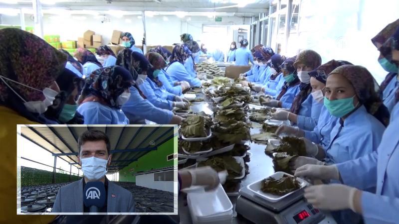 Erbaa'nın üzüm yaprağı yurt içi ve yurt dışında sofralara lezzet katıyor