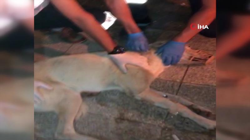 Sağlık ekibi acilin önüne gelen köpeği tedavi ettiler
