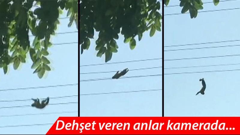 Hayvanat bahçesinden firar eden maymun elektrik akımına kapıldı