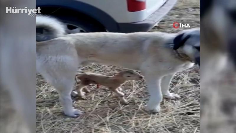 Kangal köpeğinden yürek ısıtan görüntü