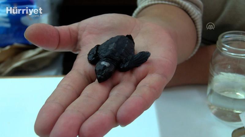 Marmara'da yumurtadan çıkan yavruların bulunduğu "caretta caretta yuvası" tespit edildi