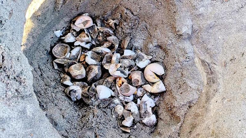EKAD Başkanı Dr. Canbolat: Belki 10 yıl sonra Karadeniz'de bile caretta caretta yuvası göreceğiz
