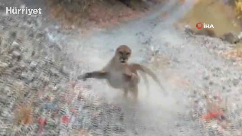 Korku dolu anları saniye saniye kaydetti! Peşine puma takıldı
