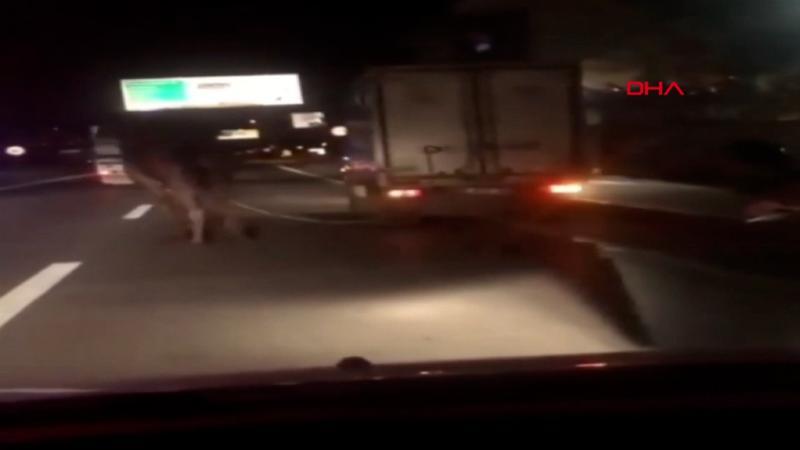 Deveyi kamyonetin arkasına bağlayıp kilometrelerce koşturdu