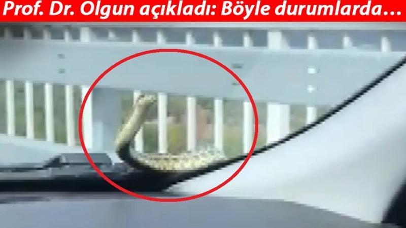 Kaputtan çıkan yılan şoke etmişti! Prof. Dr. Olgun açıkladı: Böyle durumlarda...