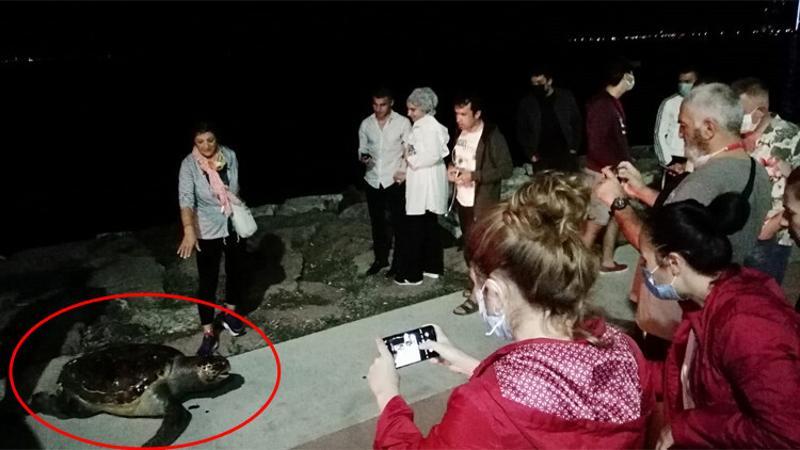 Ölü caretta carettayı görüntüleyebilmek için birbirleriyle yarıştılar