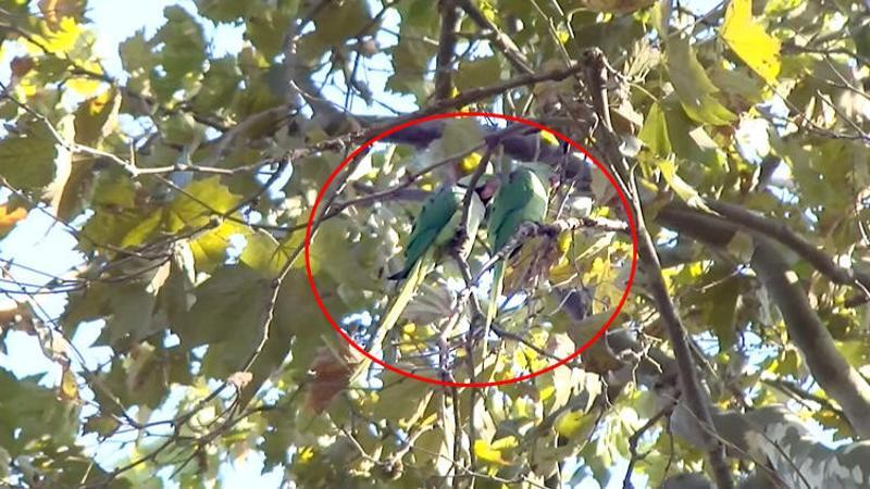 Yeşil papağanlar giderek çoğalıyor ve kuşların yem ile yuvalarına ortak oluyorlar