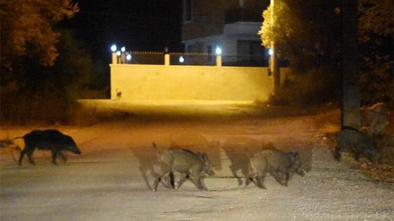 Antalya'da Demre ilçe merkezine domuzlar indi