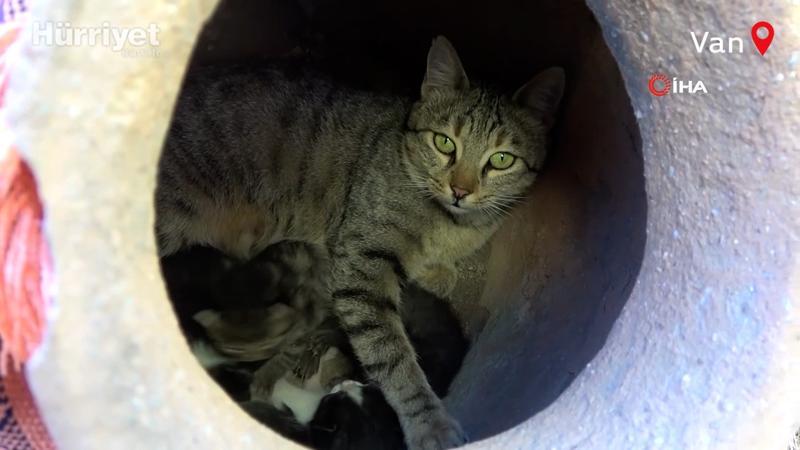 Anne kedi, dekoratif küpün içinde dördüz yavru doğurdu