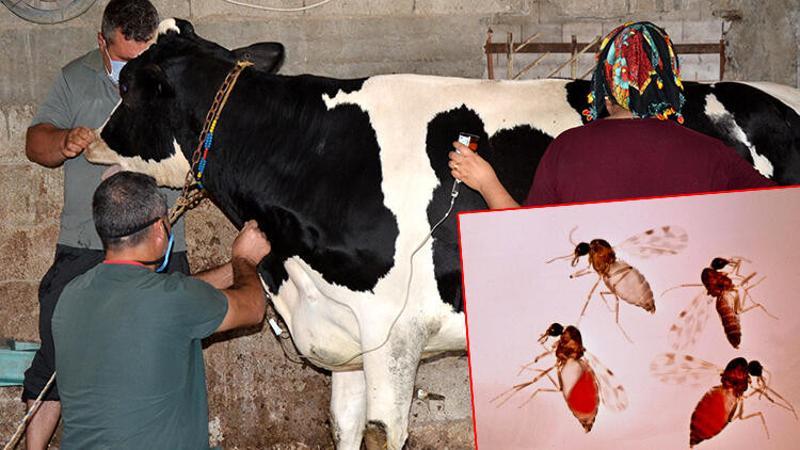 Adana'da 'kör eden' sinek tehlikesi