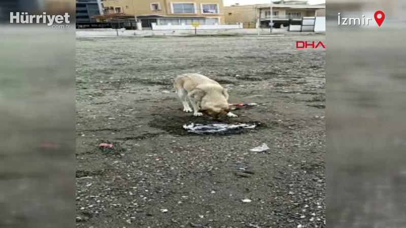 Can dostundan insanlık dersi
