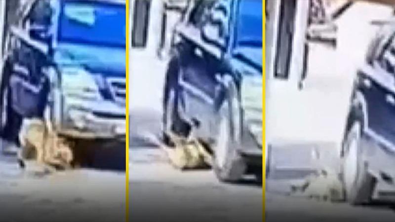 Köpeğin üzerinden böyle geçti