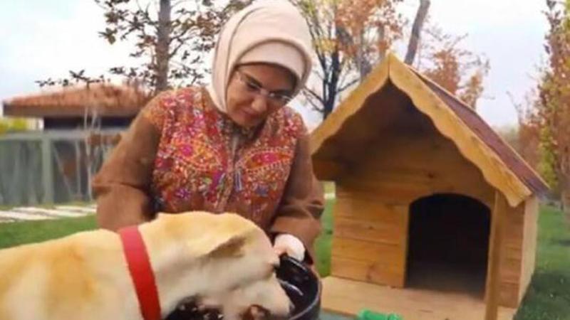 Emine Erdoğan'ın sahiplendiği 'Leblebi', Külliye bahçesinde
