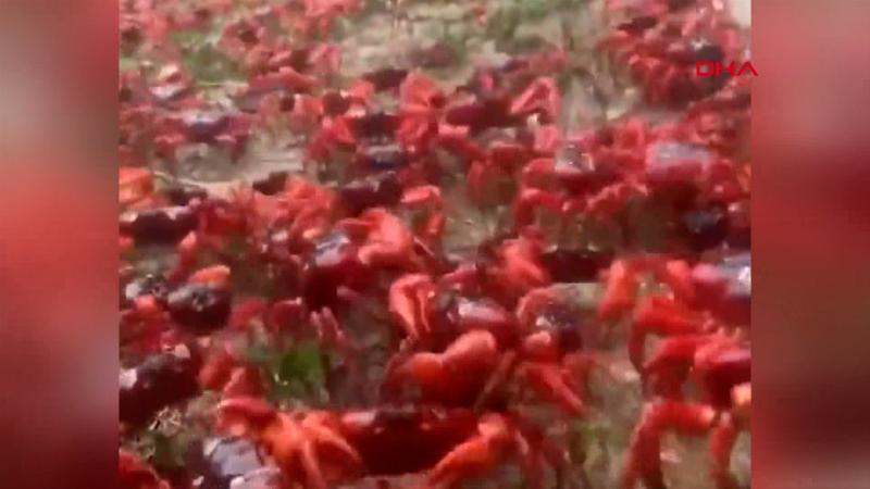 Christmas Adası kızıla büründü: Milyonlarca yengeç göç yolunda