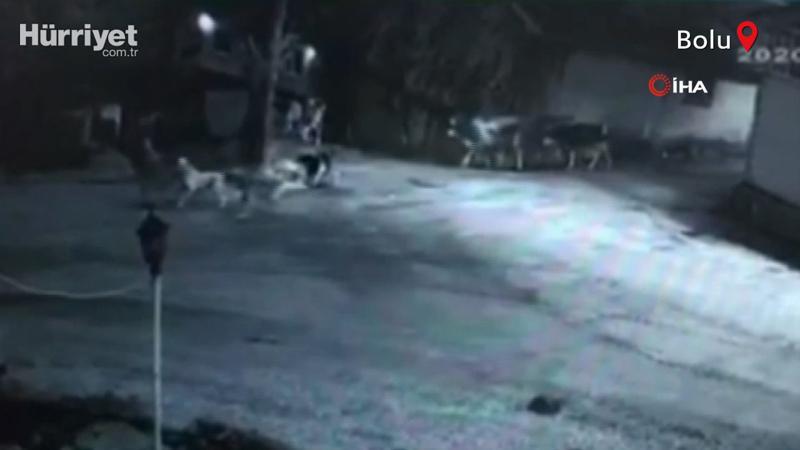 Dehşet anları! Köpeklerin saldırdığı adamı böyle kurtardı