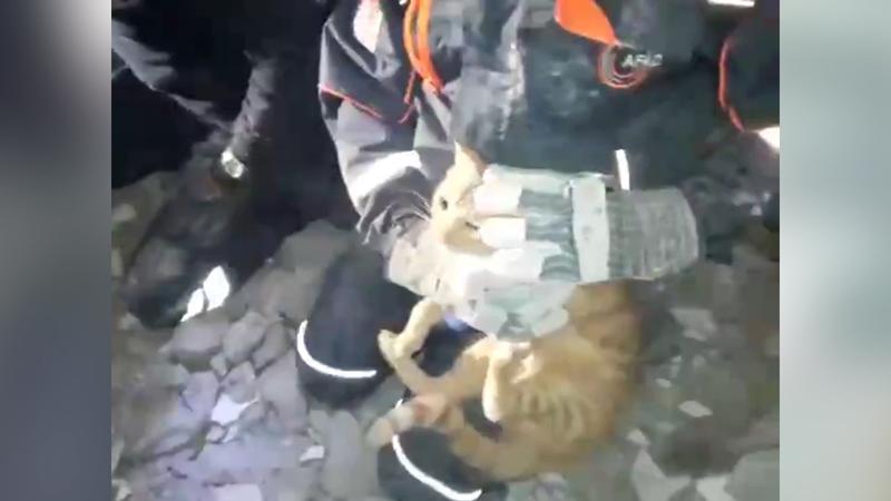 Depremde enkaz altında kalan kedi kurtarıldı