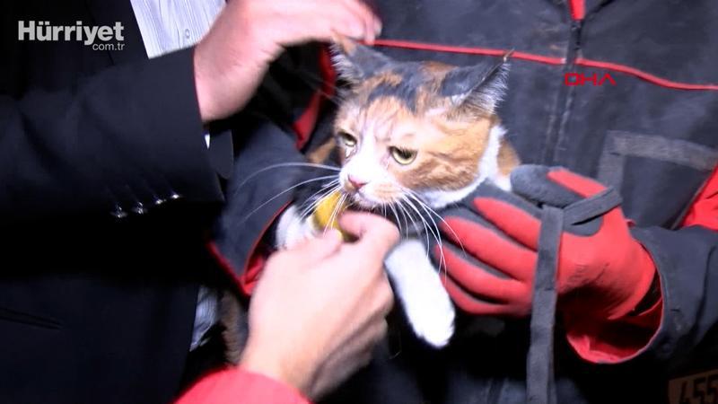 Yılmaz Erbek Apartmanı'nın enkazından arama köpeğinin bulduğu kedi, kurtarıldı