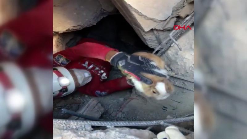 İzmir'de enkaz altından bir tavşan canlı kurtarıldı