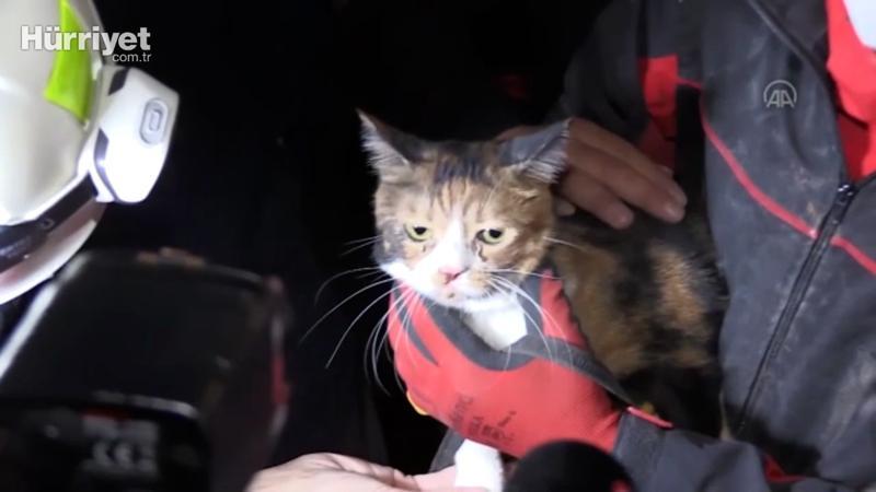 Rescue dog saves cat from debris after quake
