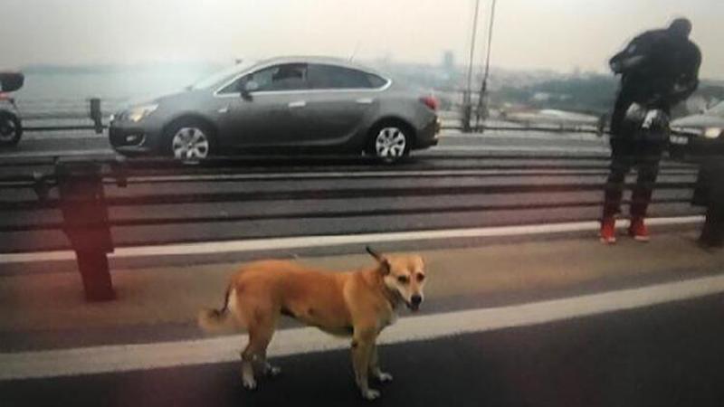 Yolunu şaşırıp köprüye çıkan köpeğe motorcular eskortluk etti