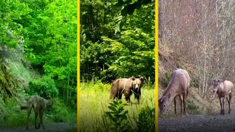 Düzce’de yaban hayat foto kapanlara takıldı