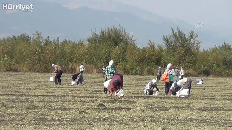 İslahiye'de yer fıstığında "Başakçı"ların mesaisi başladı