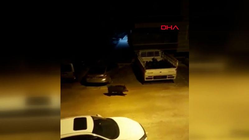 Hatay'da aç kalan yaban domuzu, kent merkezine indi