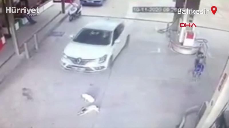 Otomobilin 2 köpeği ezdiği an kamerada