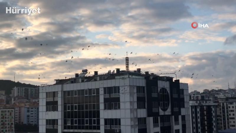 Sığırcıkların görsel şöleni görenleri hayran bıraktı