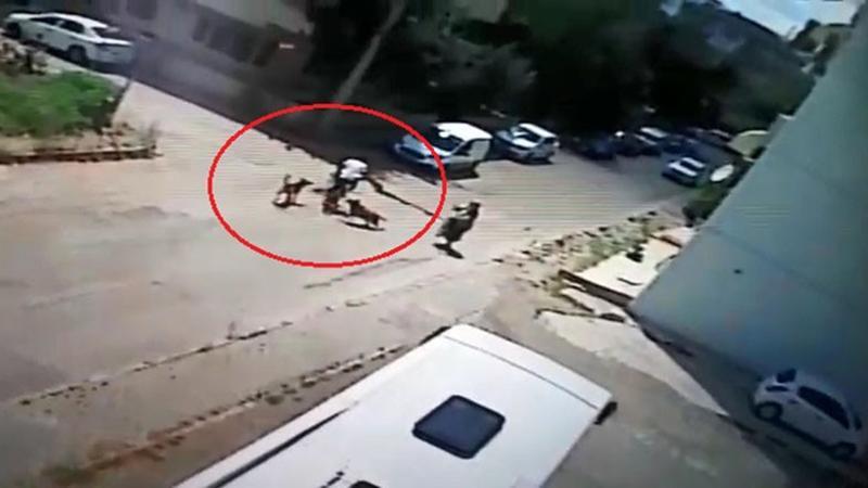 Bisiklet sürerken köpeklerin saldırısına uğrayan genç otomobille çarpıştı