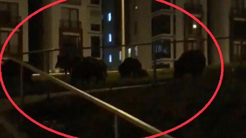 Bursa'da domuz sürüsü paniğe neden oldu
