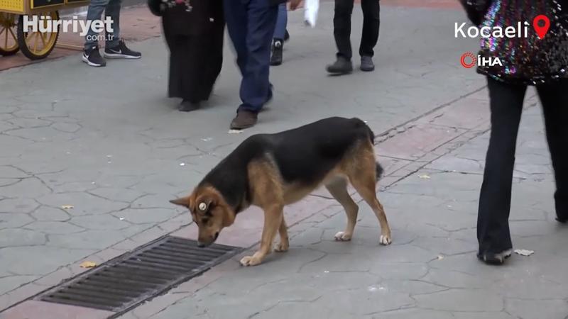 Kocaeli'de sürekli mazgalı izleyen köpeğin sırrı ortaya çıktı