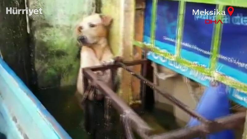 Selden kurtarılan köpeğin görüntüleri viral oldu