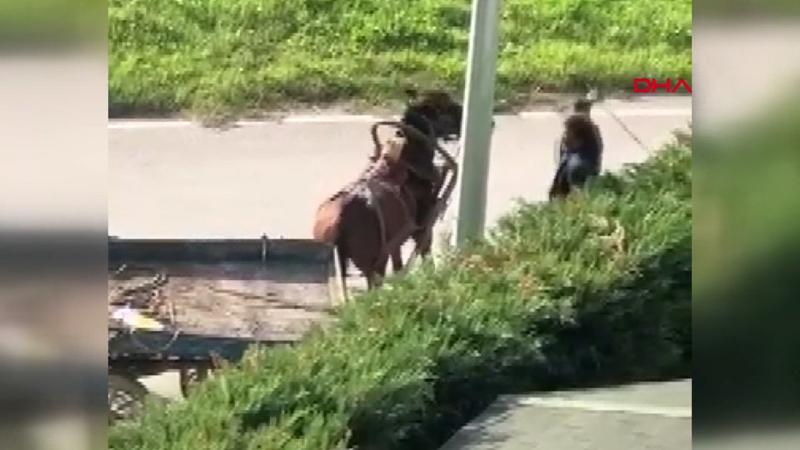 Atını, çocukların 'Bakmayın, canı çok acıyor' çığlıklarına rağmen kırbaçla dövdü
