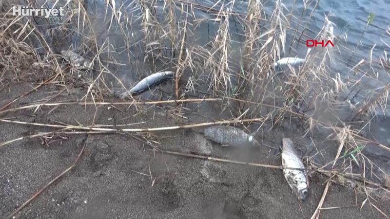 Tuzla Çayı'nın denize aktığı bölümünde balık ölümleri yaşandı