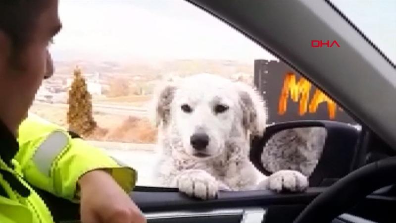 Ekip otosuna gelen köpekle polisin gülümseten anları