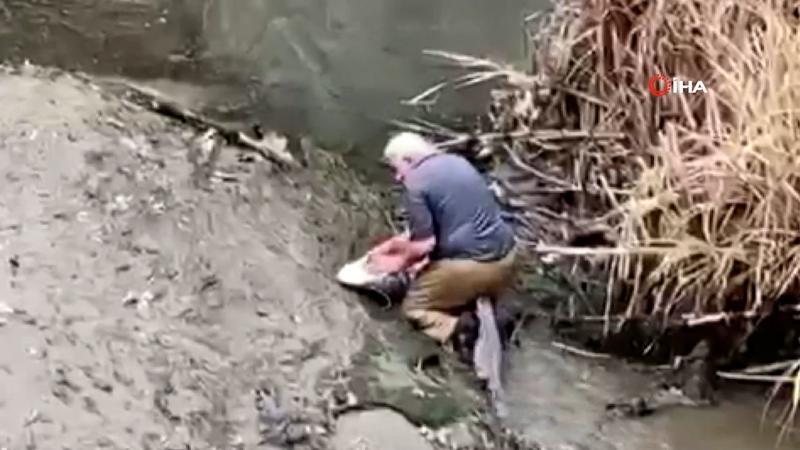 Yeşilırmak sularında boyu kadar olan dev balığı böyle yakaladı