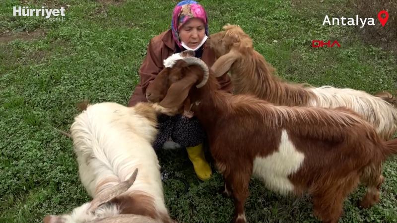 'Şehirdeki çoban' Menşure Teyze... Her gün beslemeyi ihmal etmiyor