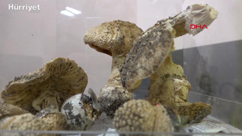 Ölümsüzlük mantarı olarak bilinen "Reishi" mantarını ürettiler