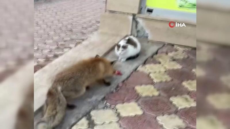 Yiyecek bulamayınca kent merkezine inen tilkiyi kedilerle birlikte beslediler