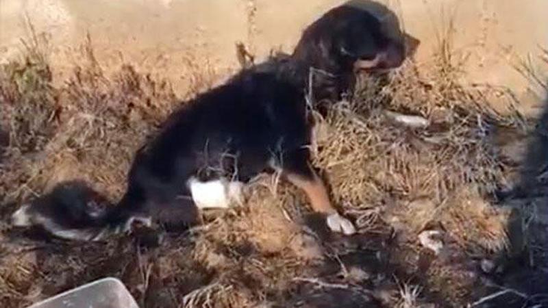 Edirne’de vahşet... 2 bacağı kesilmiş yavru köpek bulundu