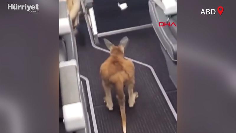 Minik kangurunun uçakla seyahati viral oldu