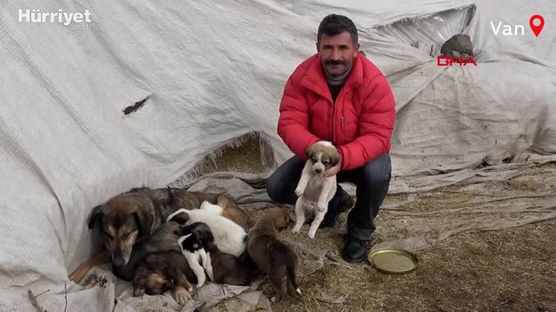 Buzlu sudan kurtardığı yavru köpeğin annesini de 7 yavruyla bulup, sahiplendi