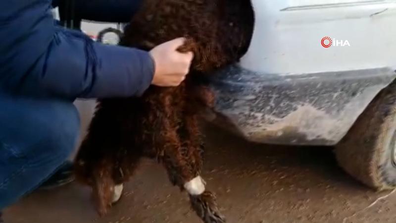 İnanılmaz olay! Kuzuların ağzını ve ayaklarını bantlayıp otomobilin farında gümrükten geçirmeye çalıştılar