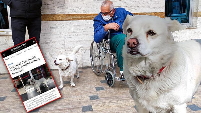 Sahibini 5 gündür hastane kapısında bekleyen 'Boncuk' dünya basınında
